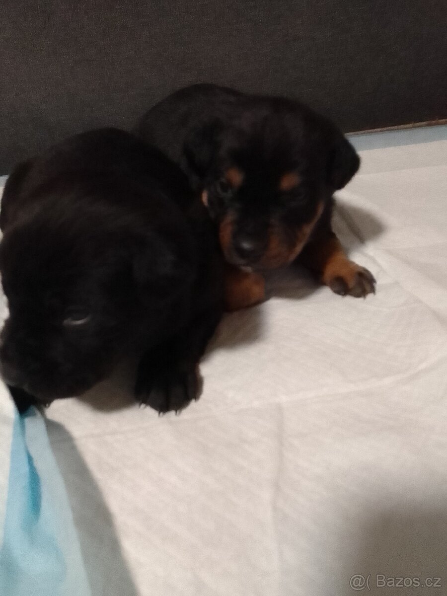 Štěňata - 16