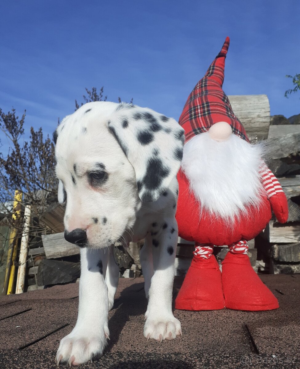 Dalmatin již k odběru - 16