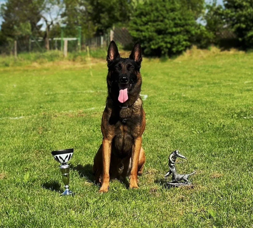 Belgický ovčák Malinois s PP - 16