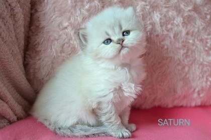 Britská colorpoint koťátka s PP k rezervaci - 16