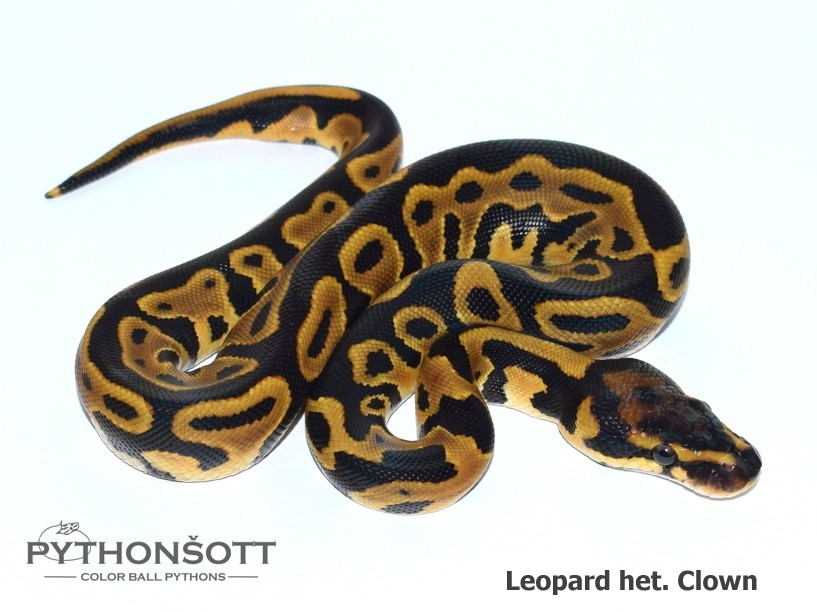 AKTUALIZOVANÁ NABÍDKA MLÁĎAT KRAJTY KRÁLOVSKÉ - 16