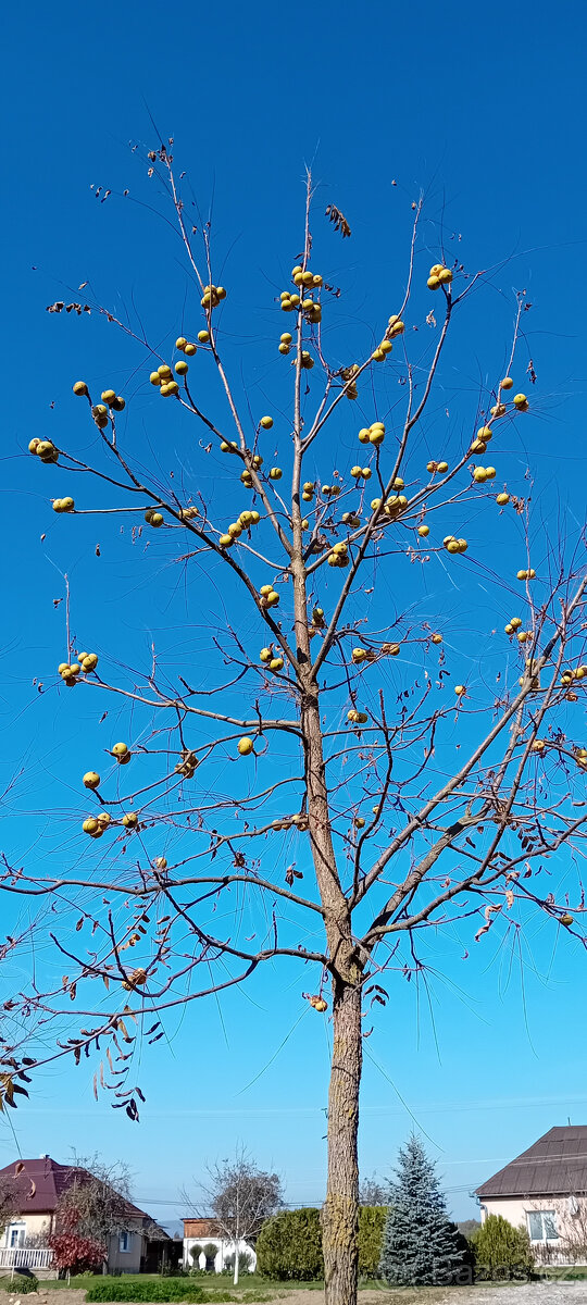 Ořech černý sazenice."Orech čierny - Kotora" - 16