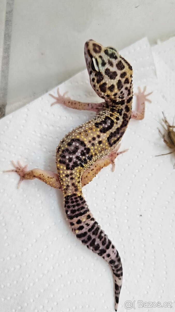 Gekoncik noční - samice 800 fotky na ubrousku - 16