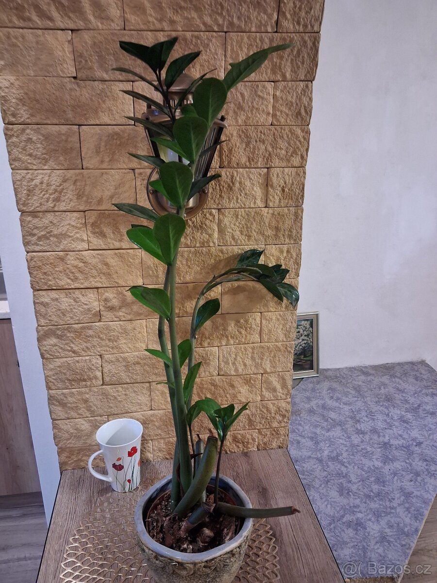 Pokojové rostliny 1 - 16