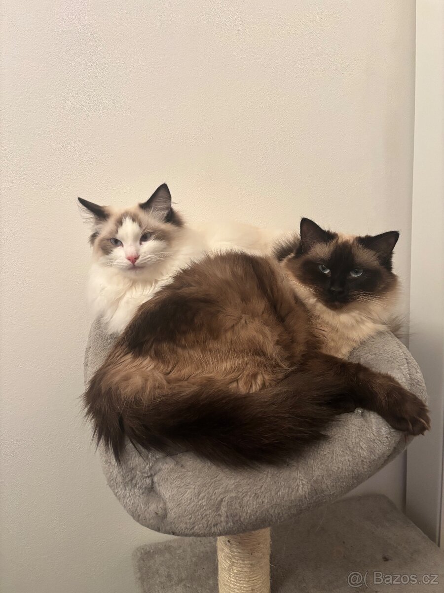 Koťátka Ragdoll - 16