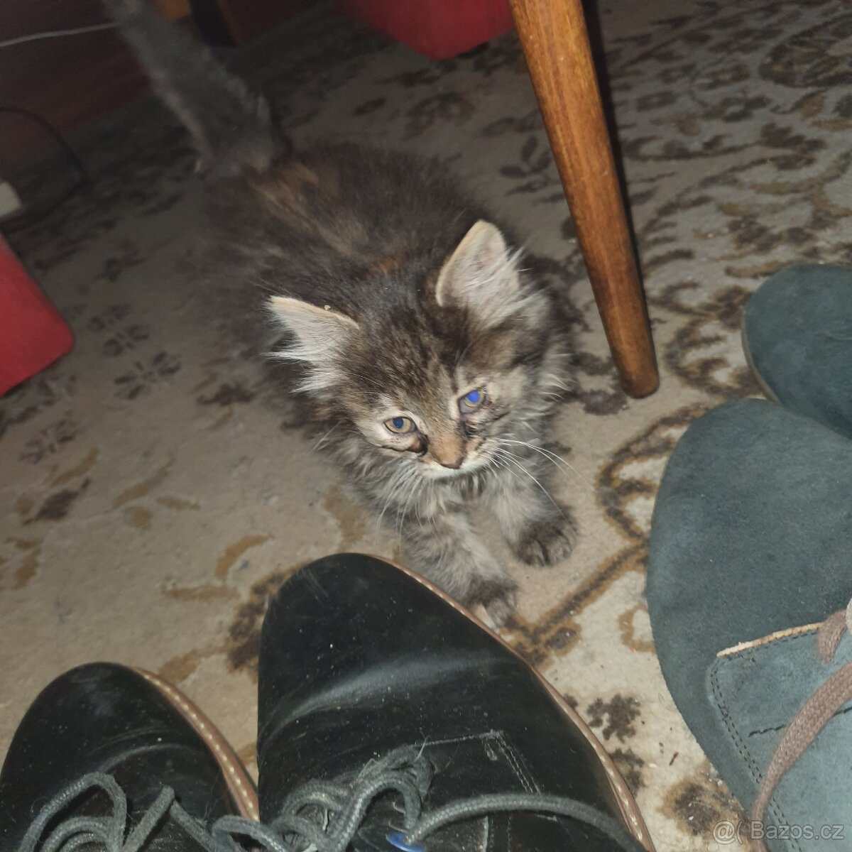 Ponukam maciatko - 16