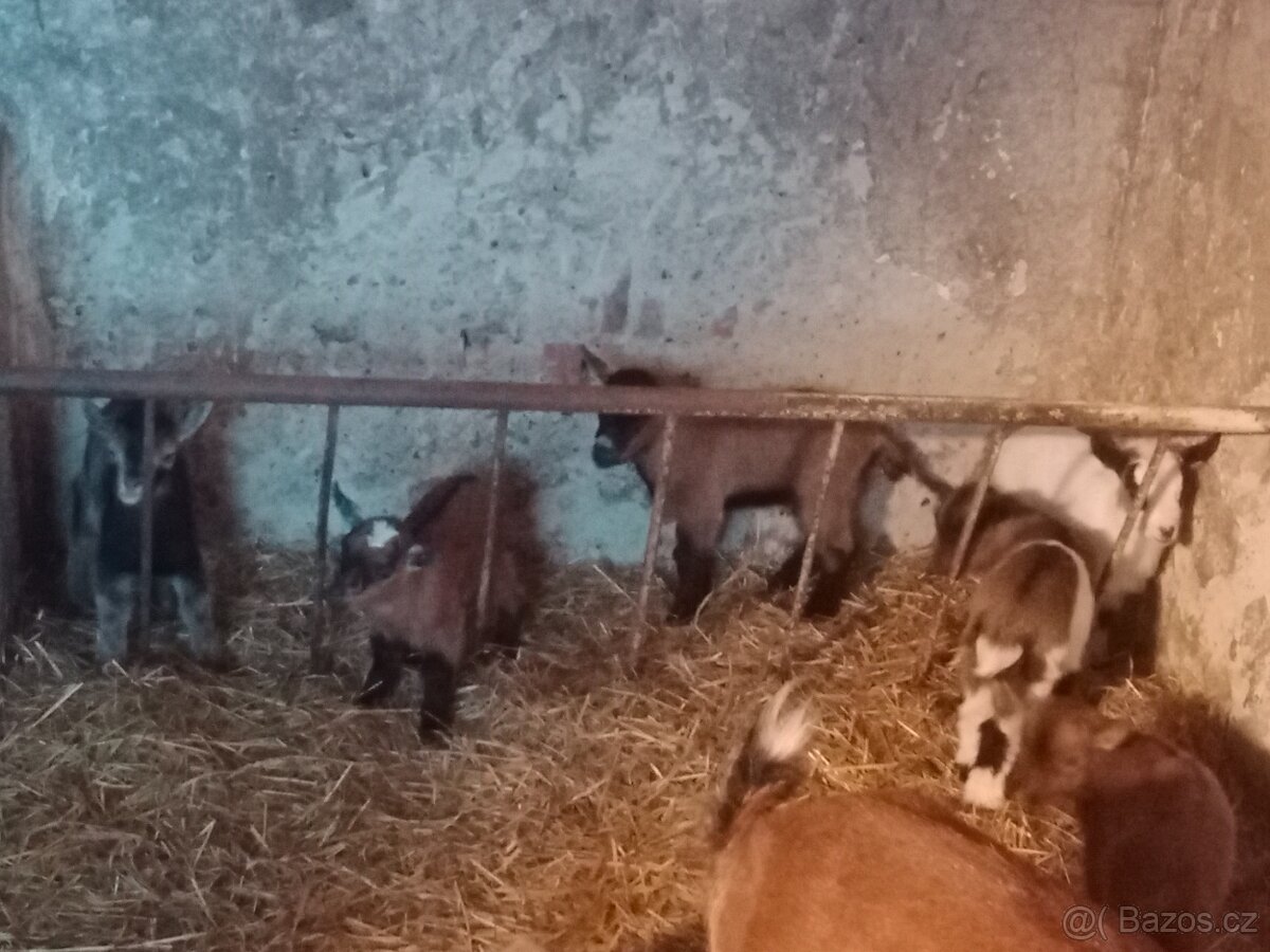 Kamerunská kůzlata - 16