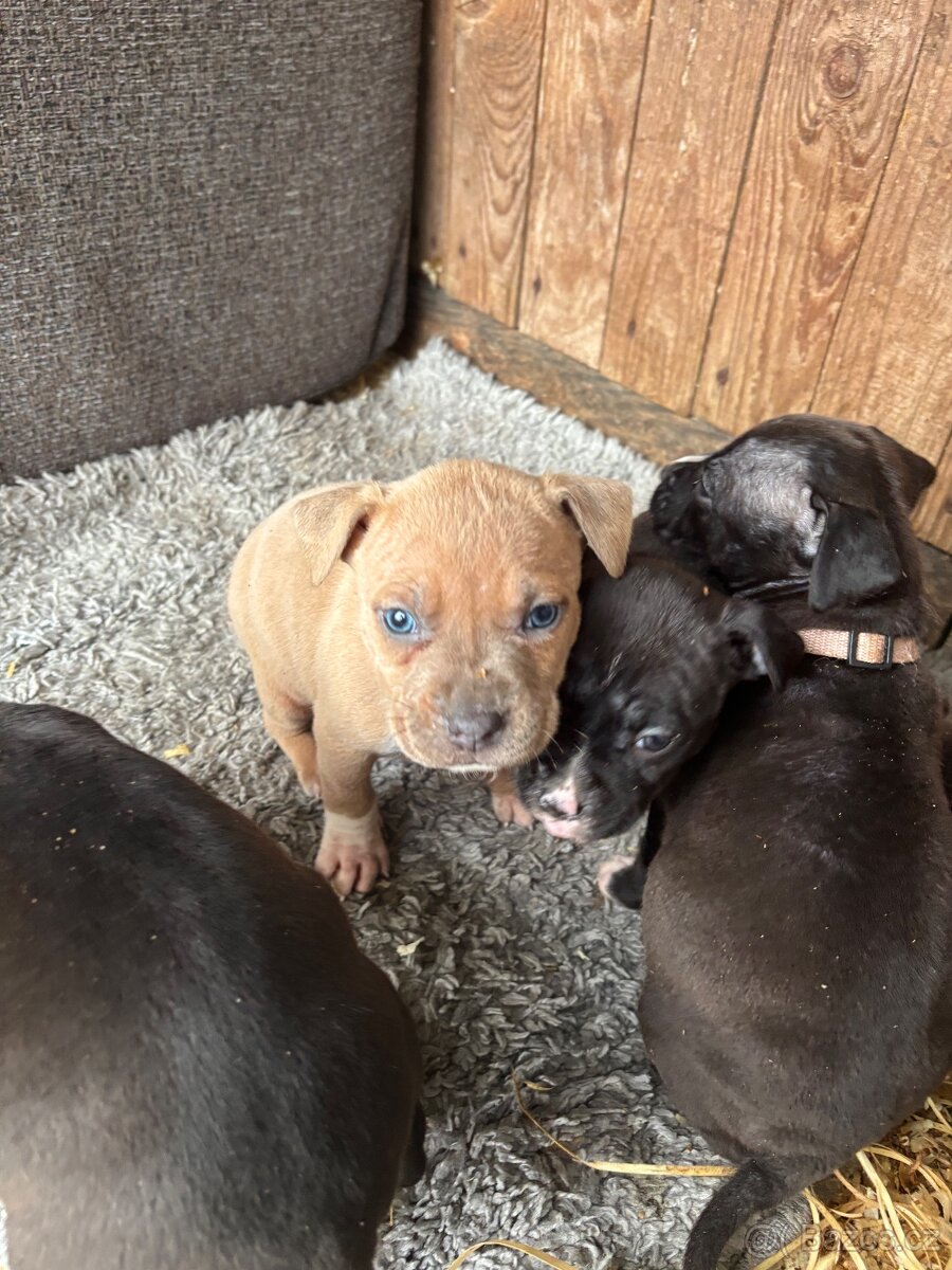 Americký stafordsirsky terier, Stafford, amstaf - 16