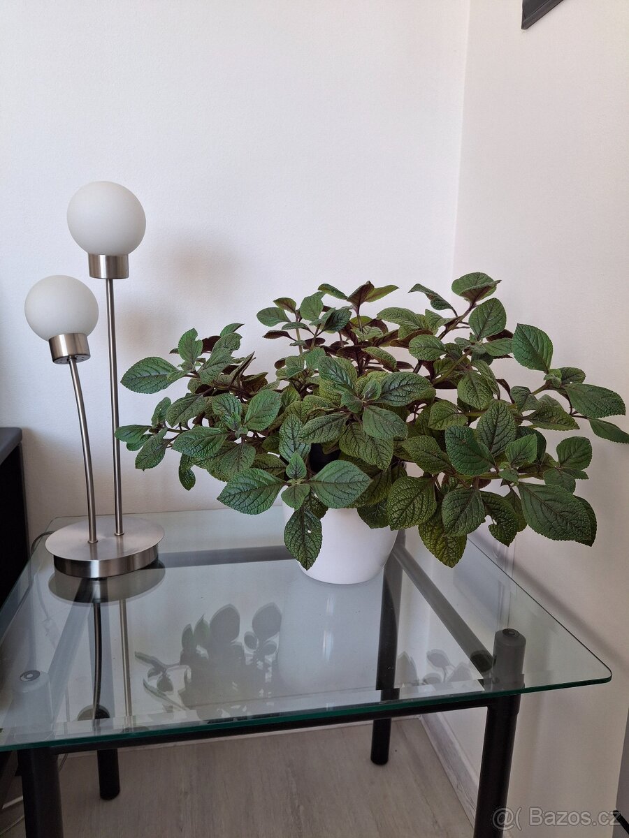 Pokojova rostlina zelenec 3 + 3 - 16