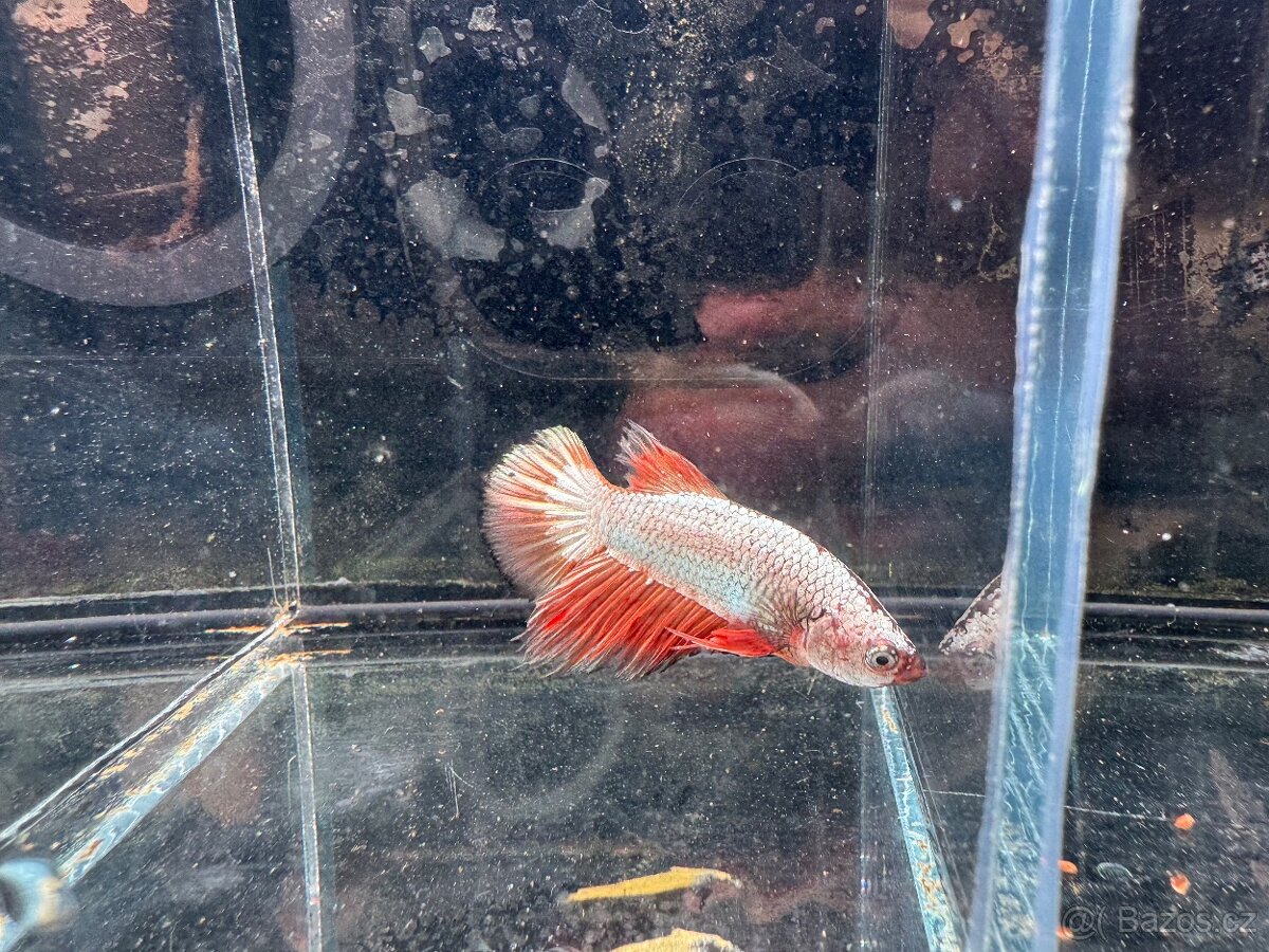 Akvarijní rybky - 16