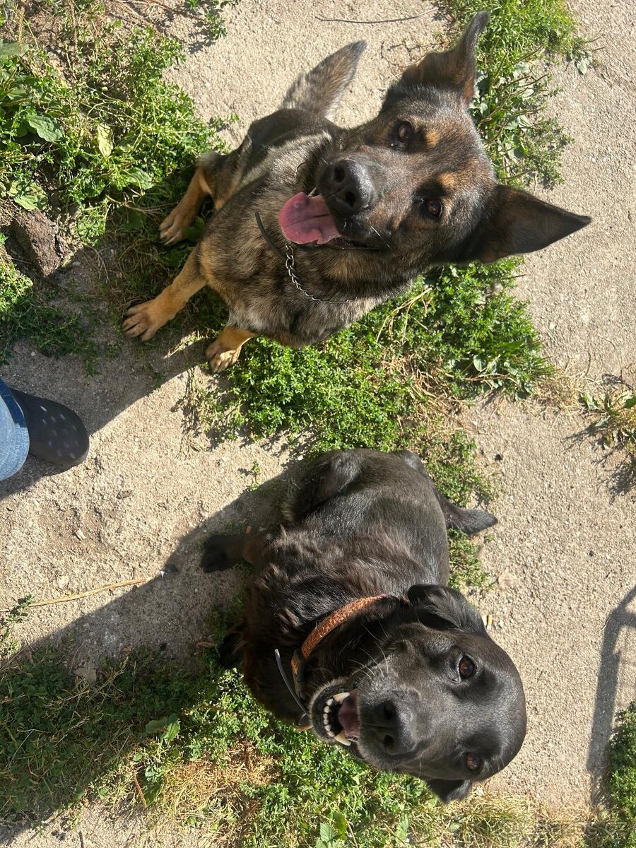 Německý ovčák - 16