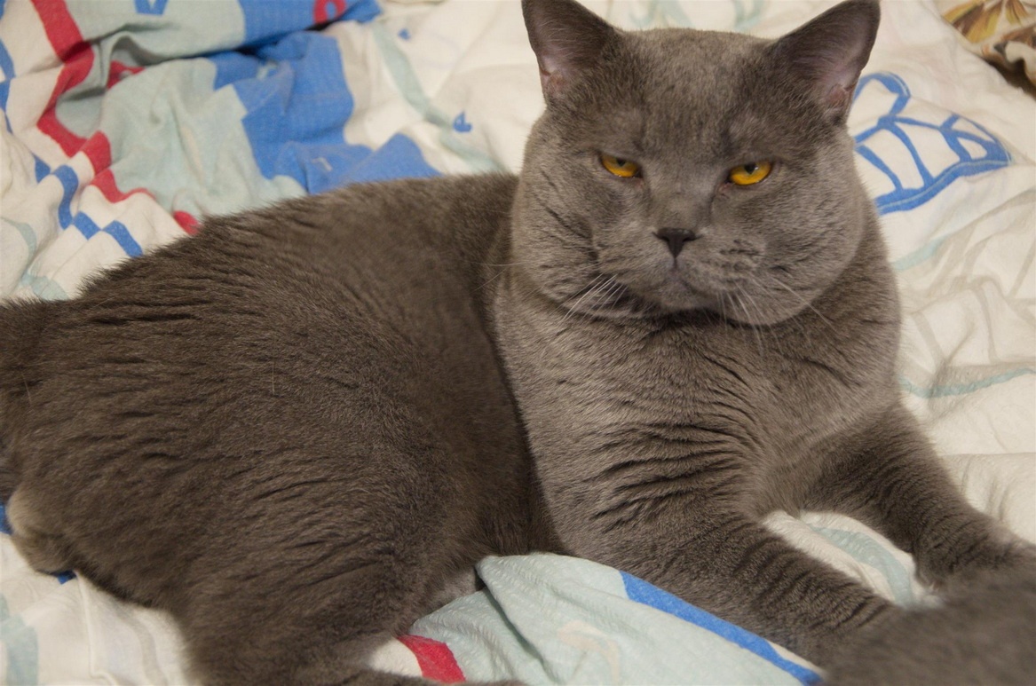 Britská koťata - 16