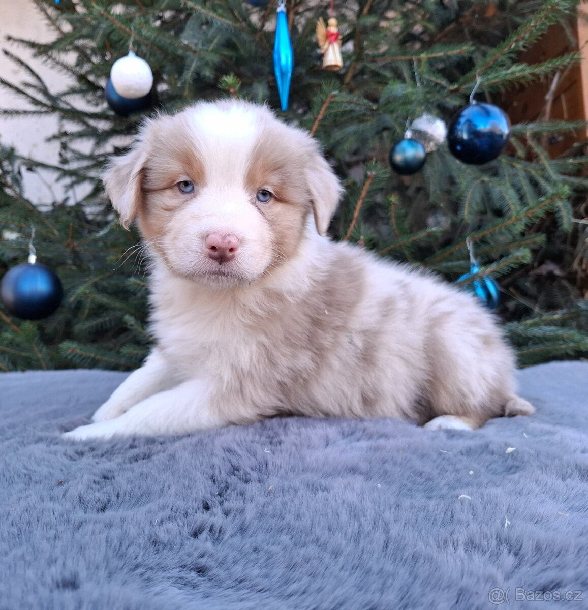 Australský ovčák s PP - 16