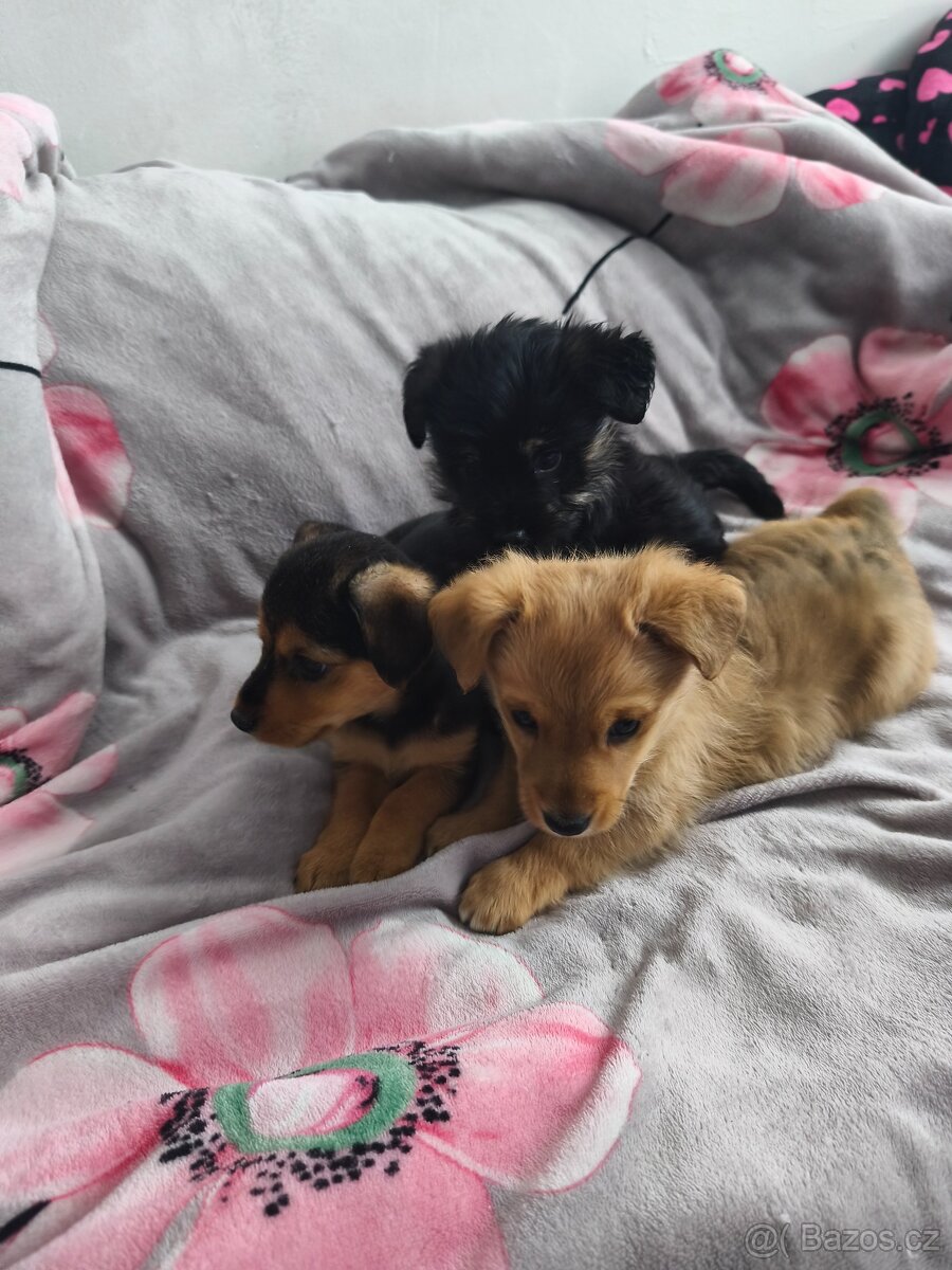 Jorkšírský teriér x pinč - 16