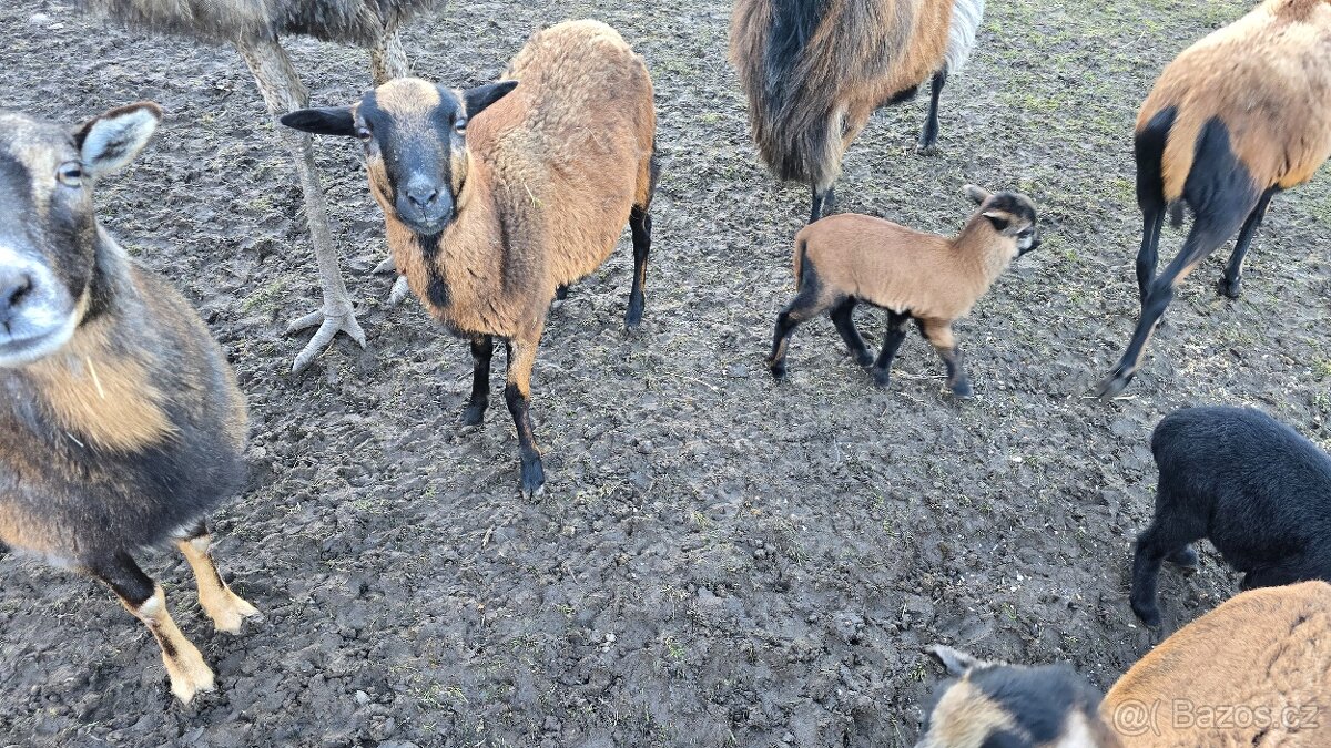 Kamerunské ovce - hobby chov - 16