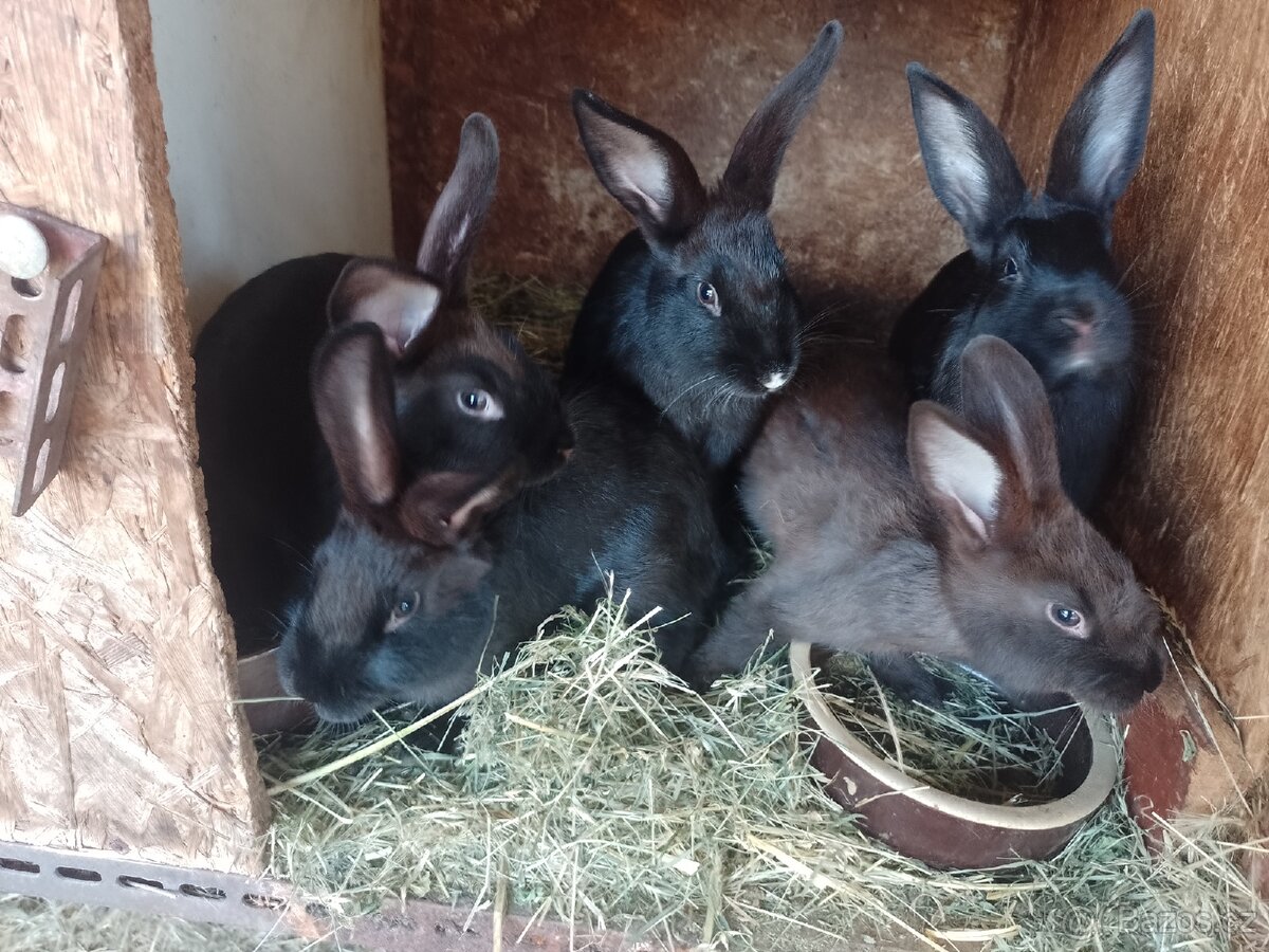 Mazlivý králíčci na prodej - 16