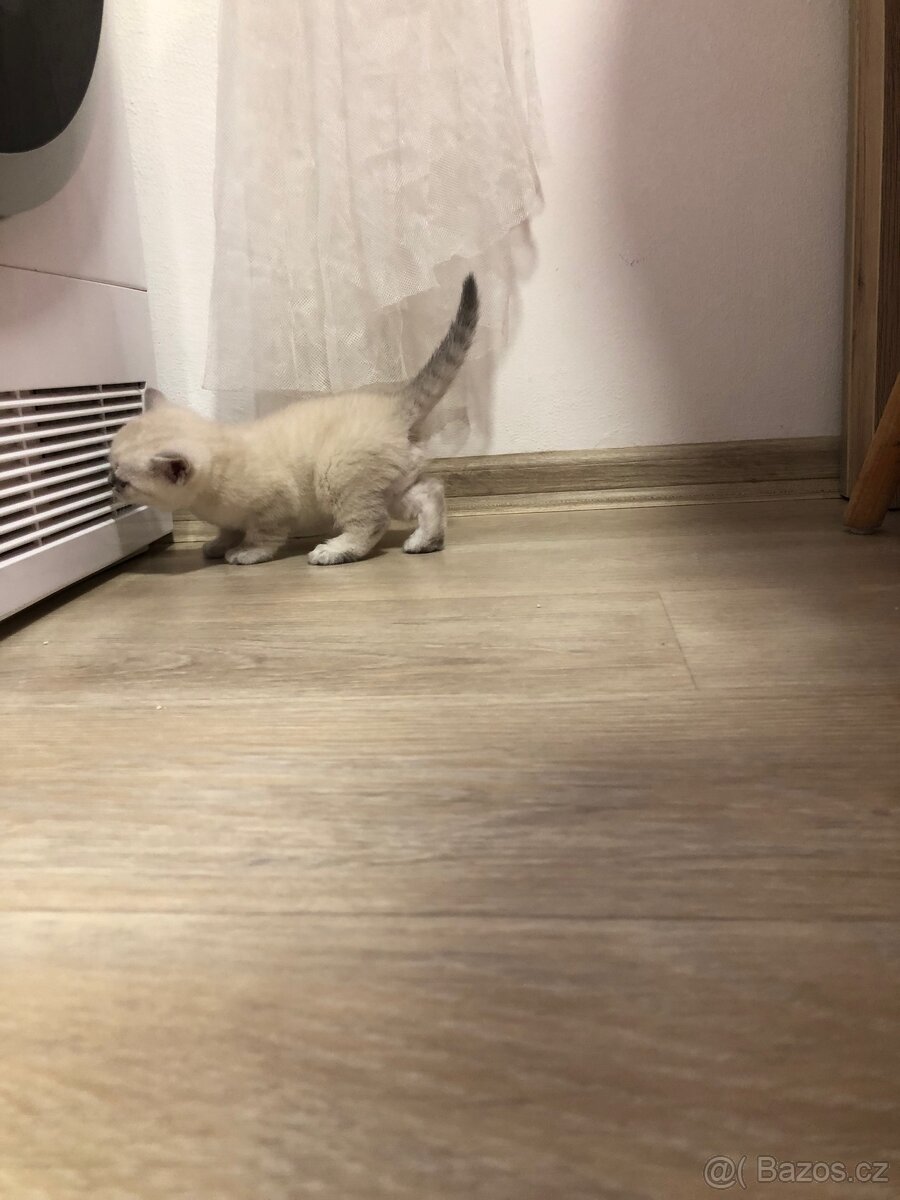 Čistokrevná britská krátkosrstá koťata po rodičích s PP - 16