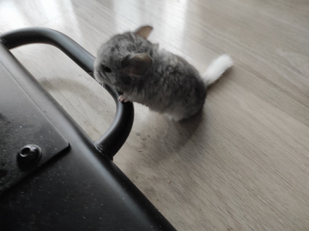 Činčila mládě samičky - 16