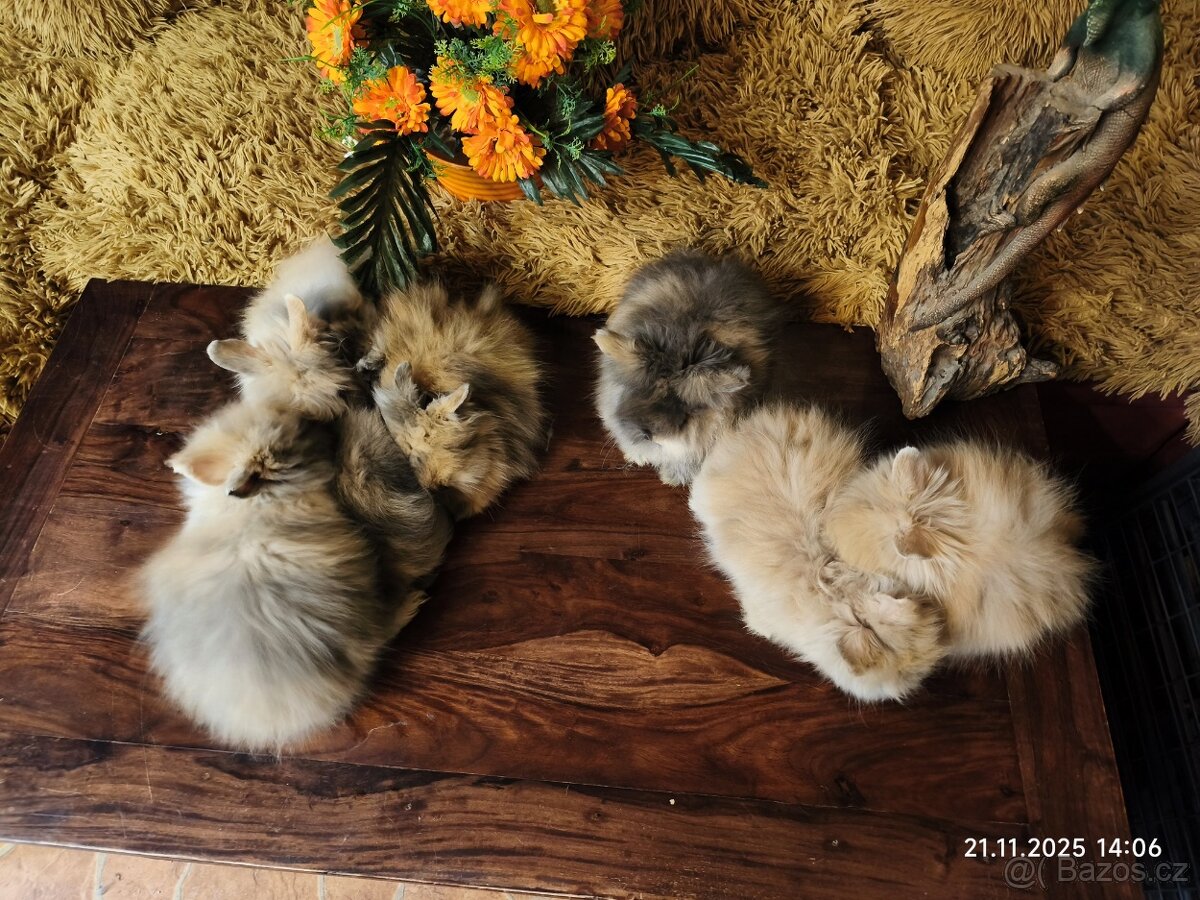 Teddy králíčci zakrslí dlouhosrstí - 16