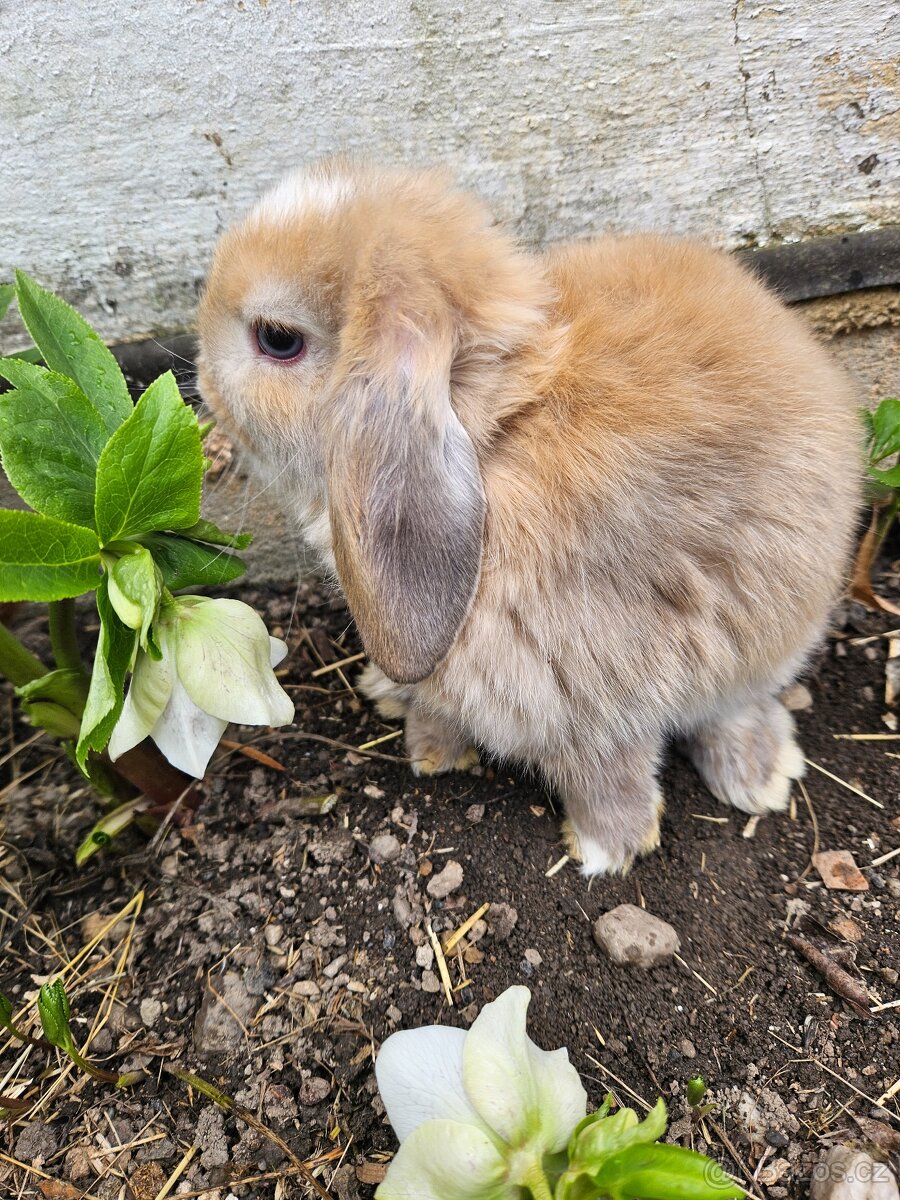 Zakrslý králík - 16