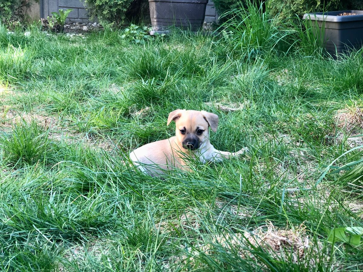 Štěně - kříženec - 16