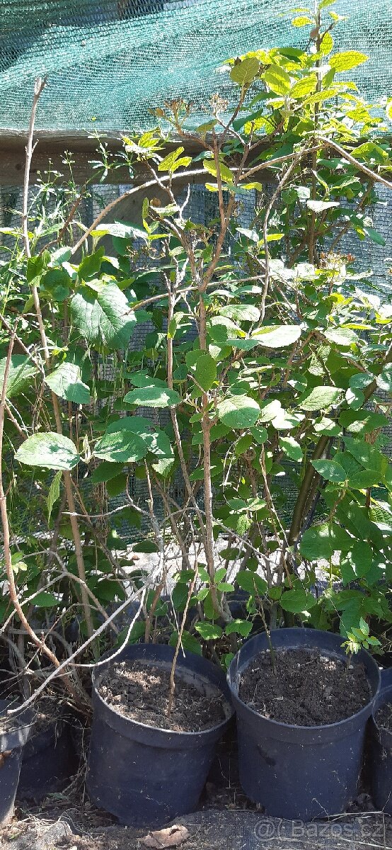 Semena vistárie a katalpy + stromky + vodní rostliny - 16