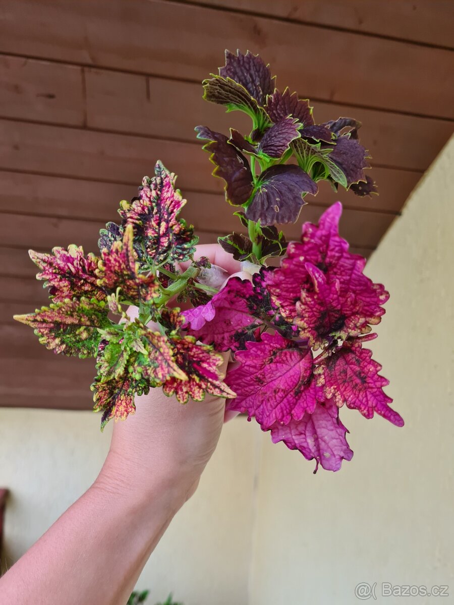 Africké okrasné kopřivy - SEMENA - Coleus - 16