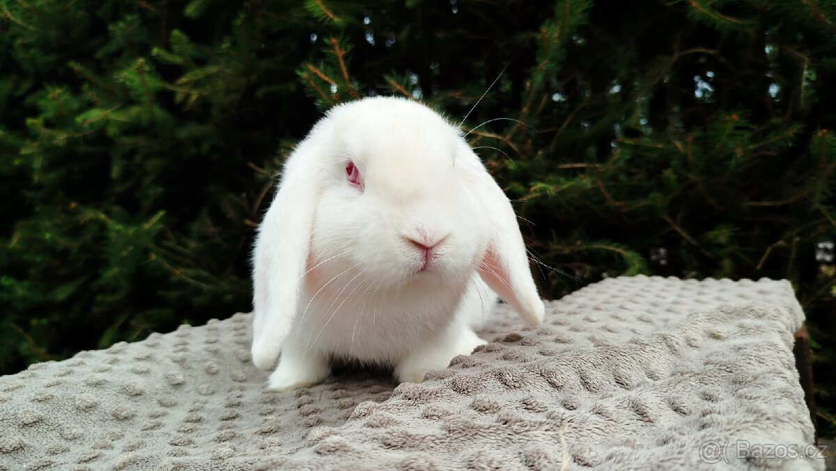 Zakrslý beránek, králík, králíček - WILLIAM - 16