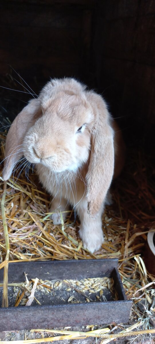 Francouzský beran - 16