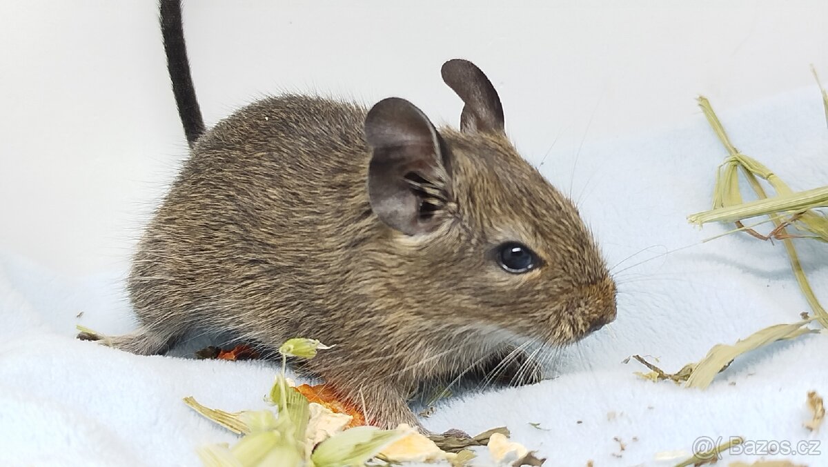 Osmák degu, Osmáci- SAMEČEK - 16