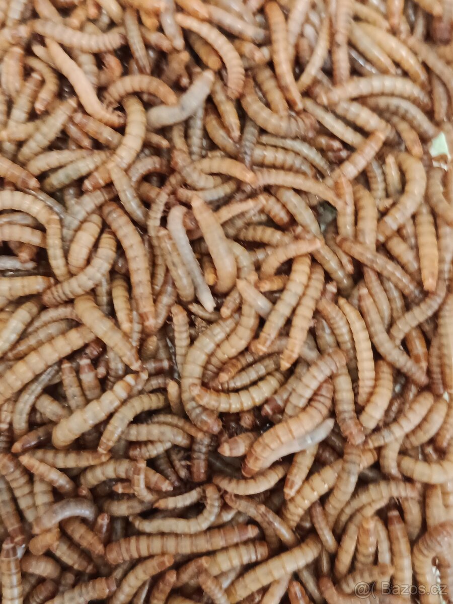 Vakoveverky + vybaveni - 16