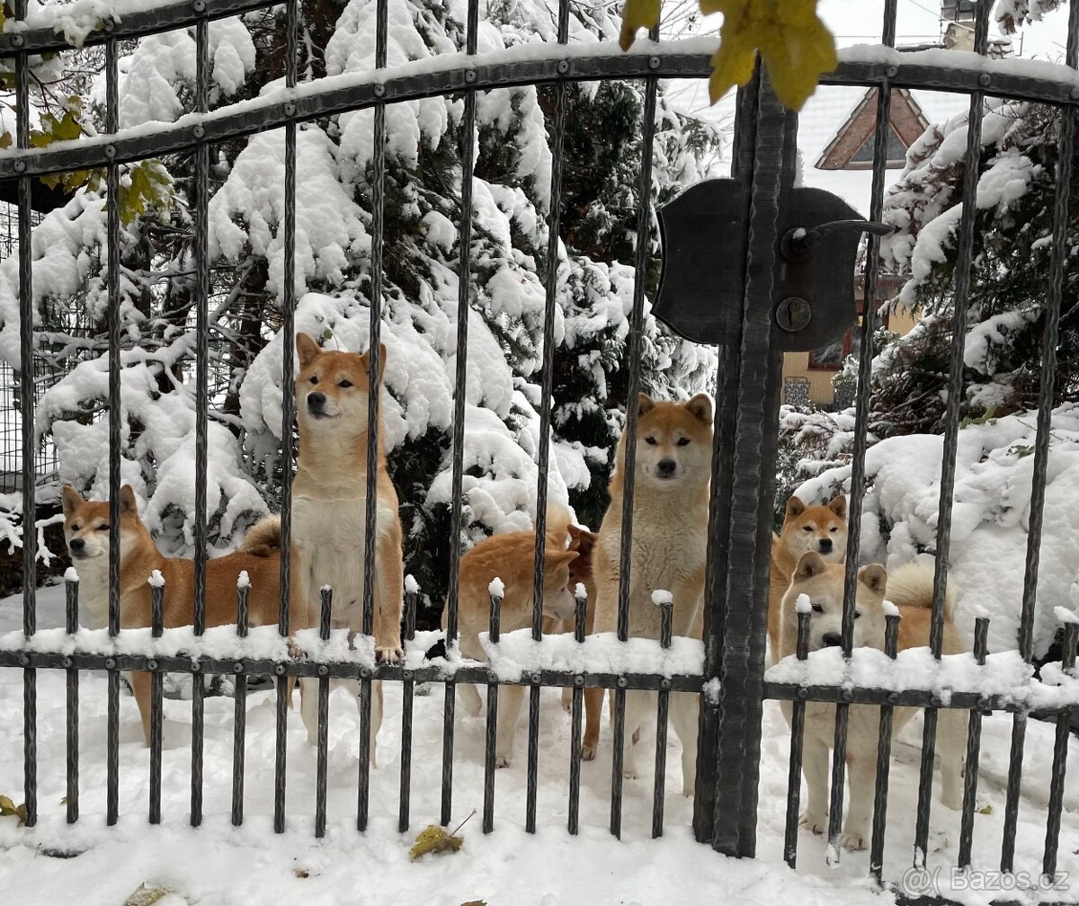 Shiba inu s PP /FCI / - 16