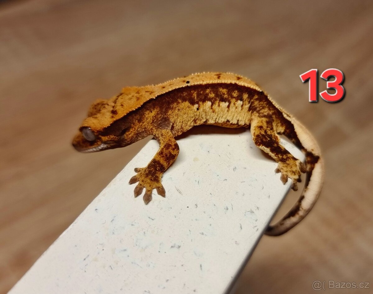 Pagekon řasnatý - 16