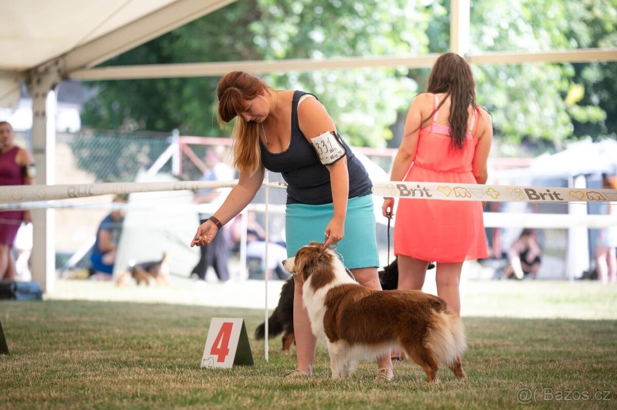 MINIATURNÍ AMERICKÝ OVČÁK - 16