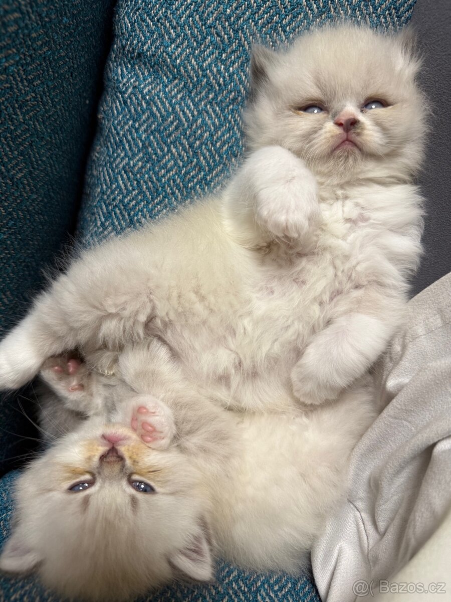 Perská činčila koťátka - 16
