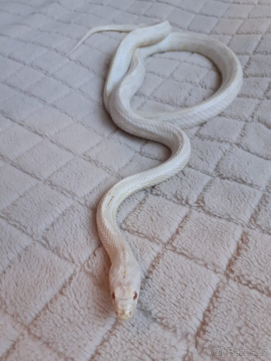 Užovky červené, krajta královská - 16
