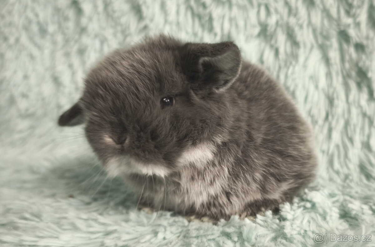 ⭐️ Vánoční ⭐️ Zakrslí beránci 🍀⭐️🍀 - 16