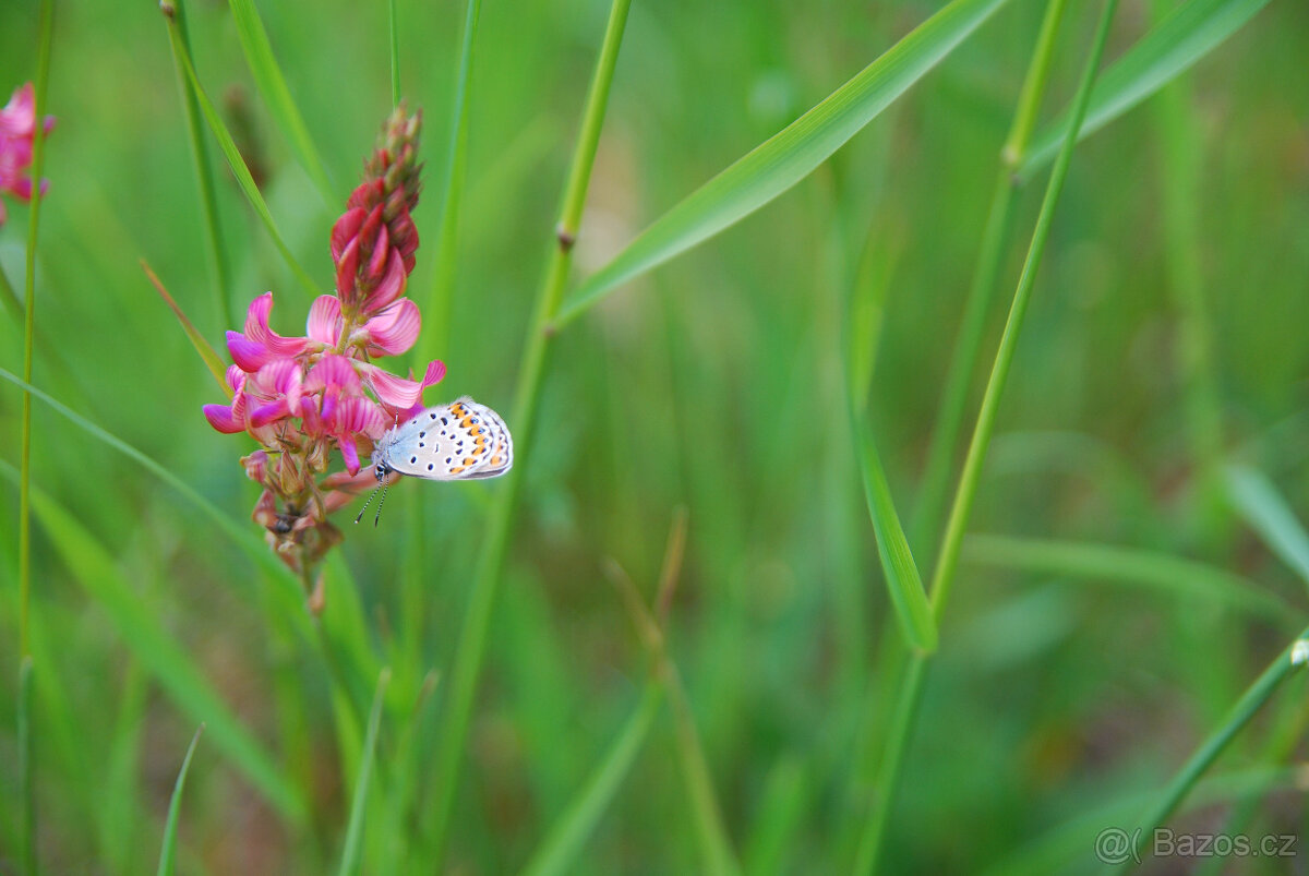 SVATEBNÍ MÍSTO V PŘÍRODĚ A PRO PŘÍRODU - 16