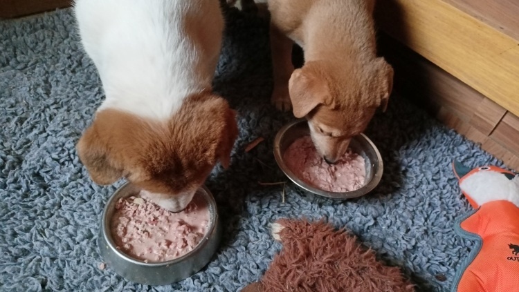 Kanaánský pes štěně s PP - 16