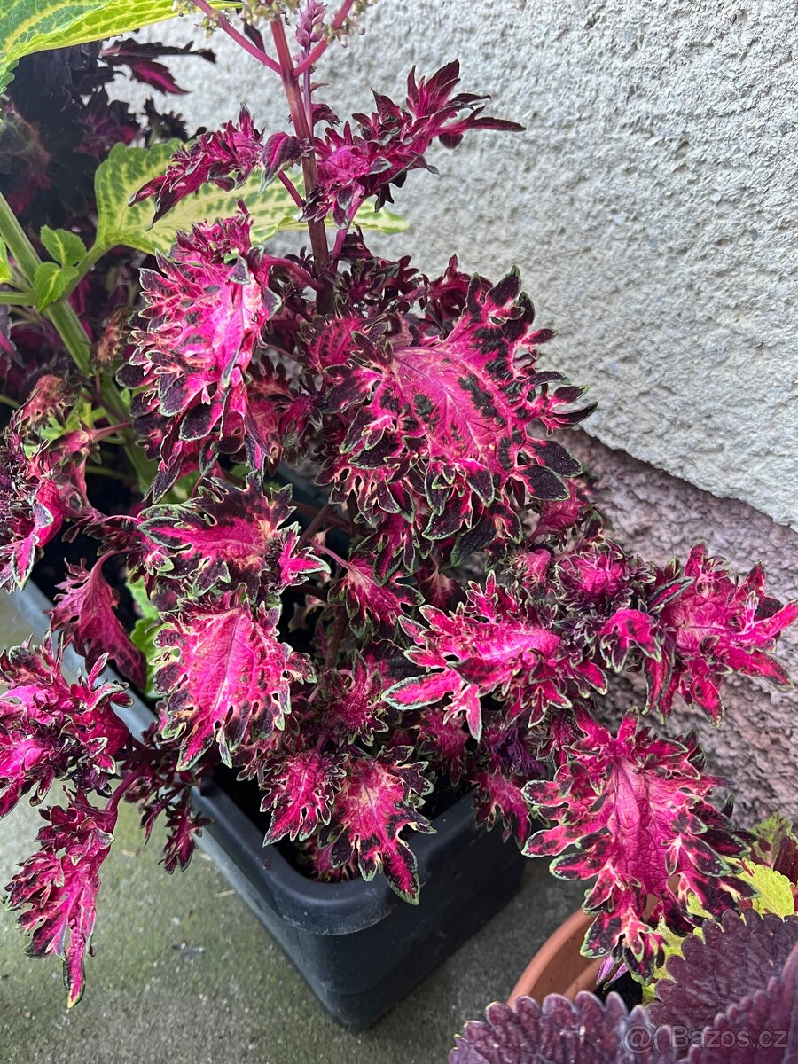 Africké kopřivy - 16