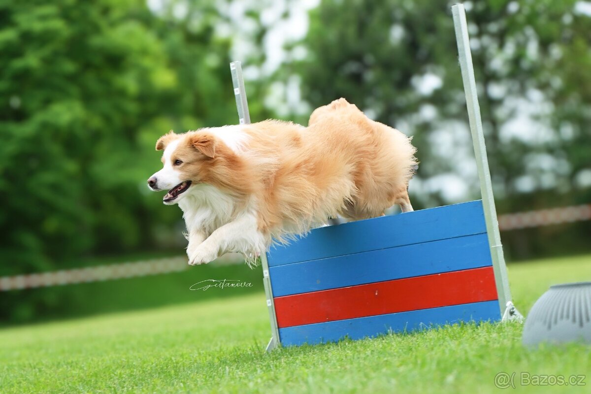 Border Kolie S PP - 16