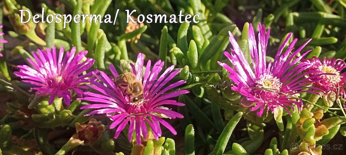 semínka, zelenina, bylinky, koření, okrasné květiny a trávy - 16