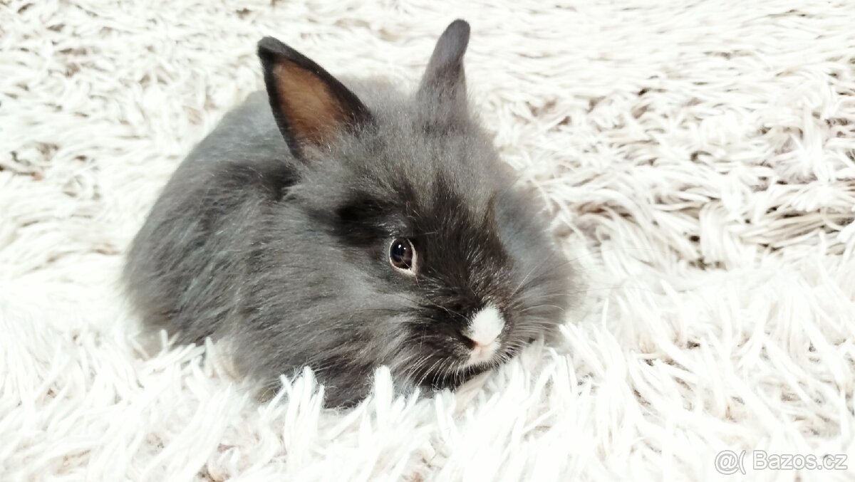 Zakrslý, králík, králíček - HOLLY - 16