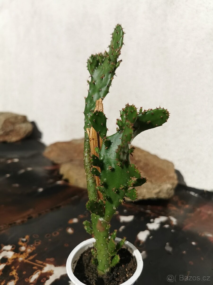 Sukulenty. kaktusy, tlustice, sansevierie, pokojové rostliny - 16
