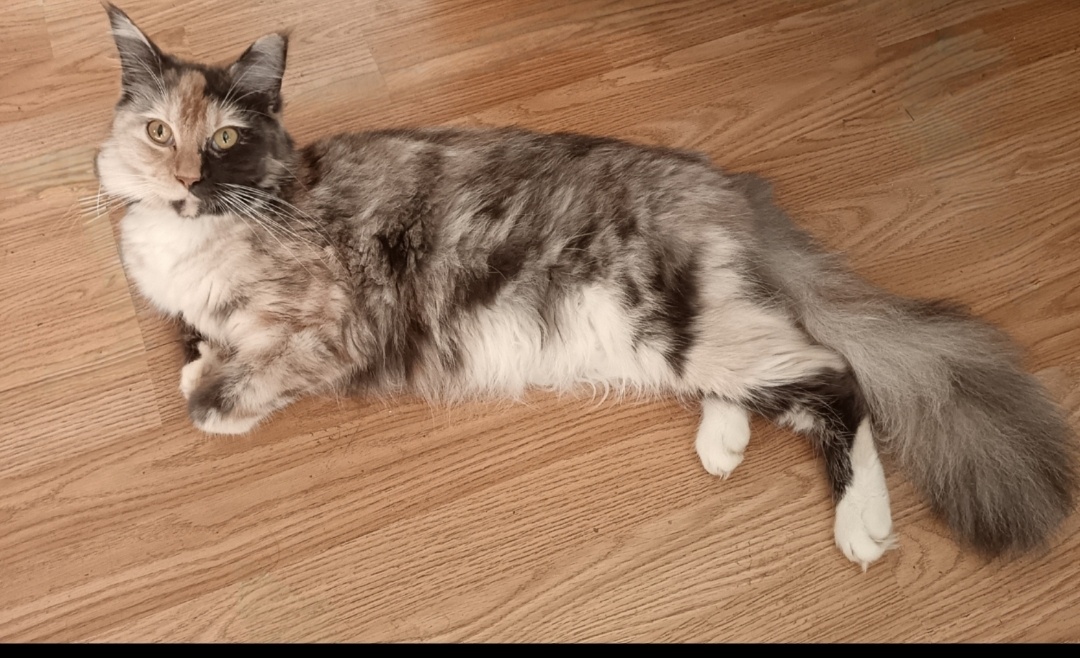 Koťata mainská mívalý - 16