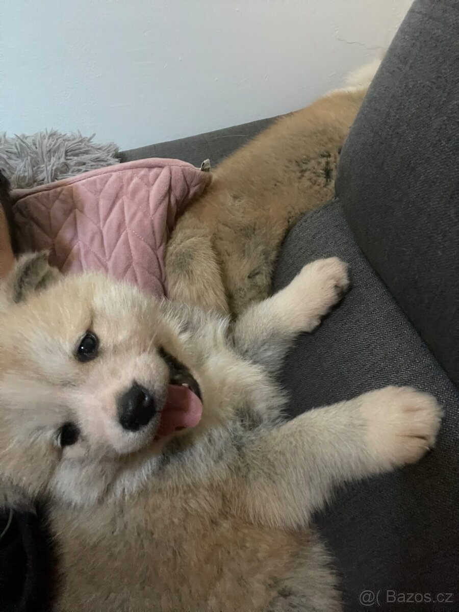 Akita inu šteňátka - 16