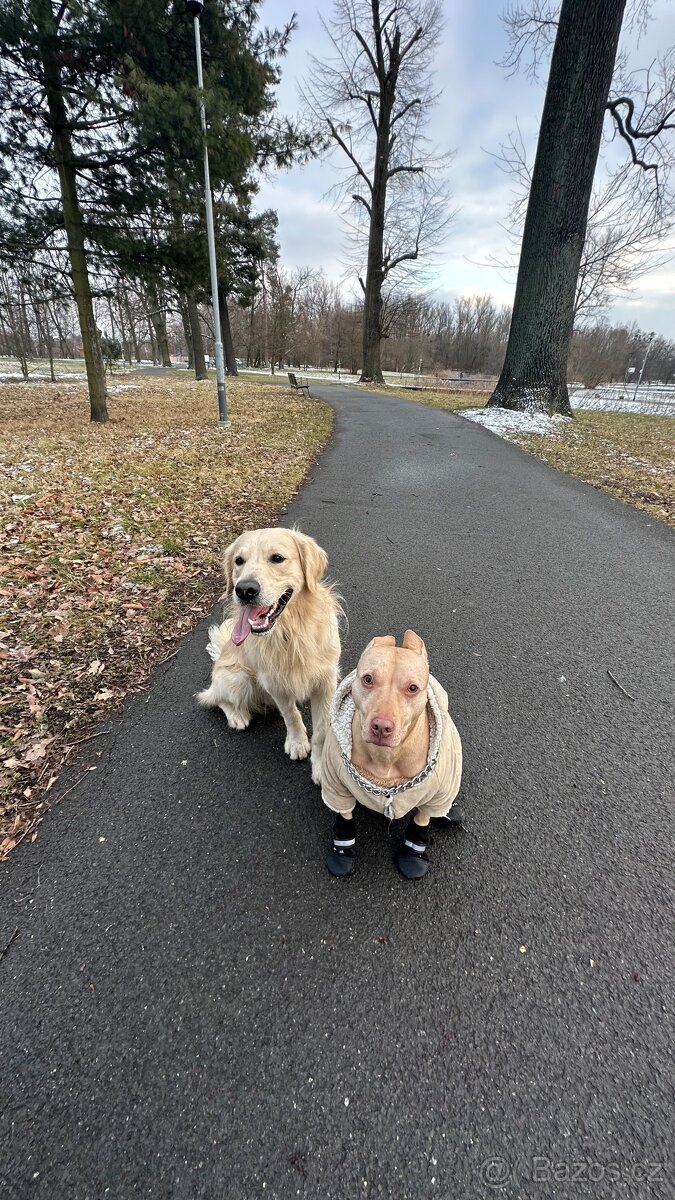 Zlatý retrívr ke krytí bez pp - 16