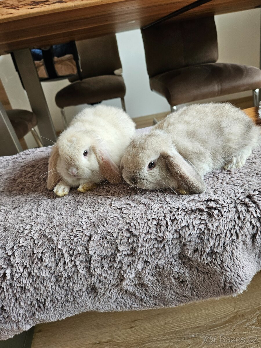 Zakrslý králík - 16