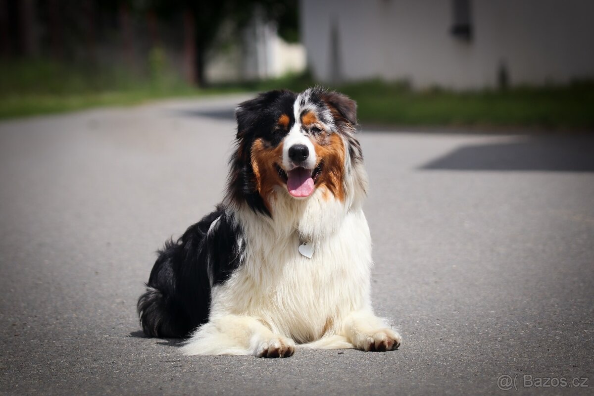 Australských ovčák s PP - 16
