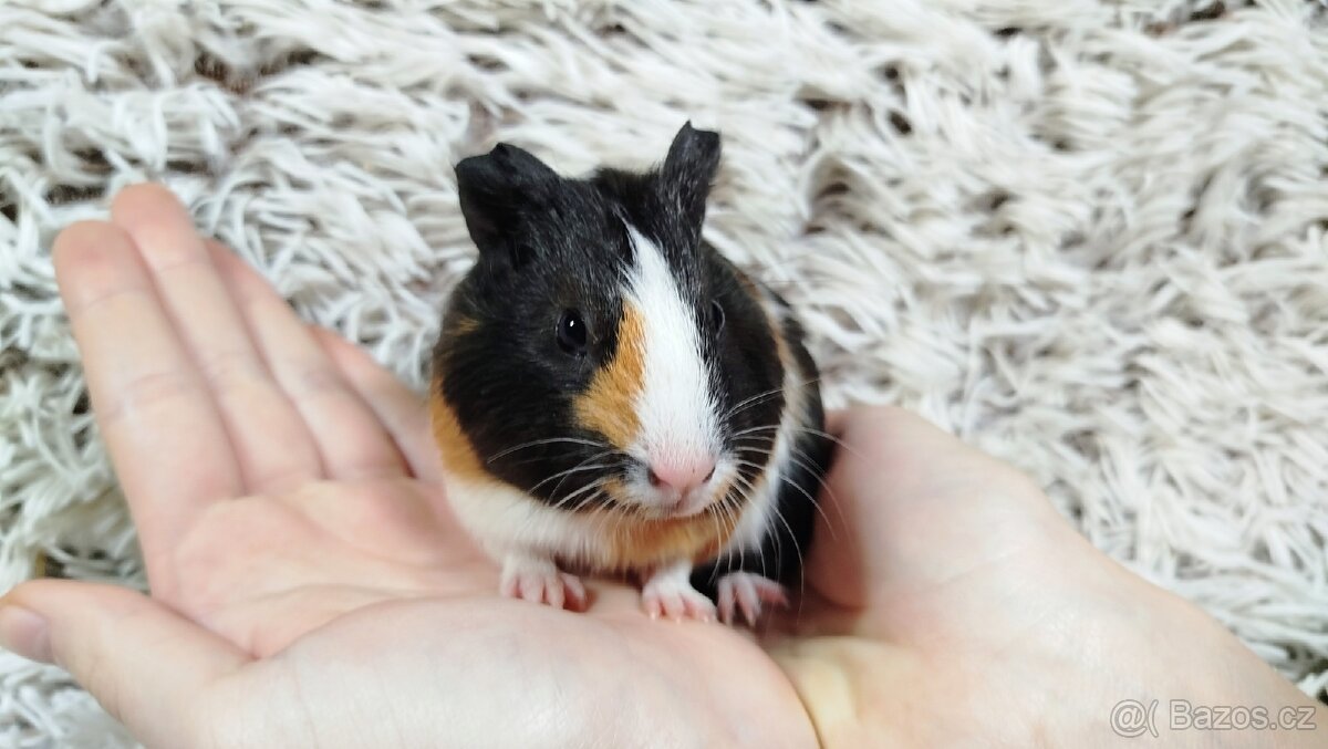 Morče, Morčata, Morčátko, Morčátka -JUSTÝNA A JESSIE - 16